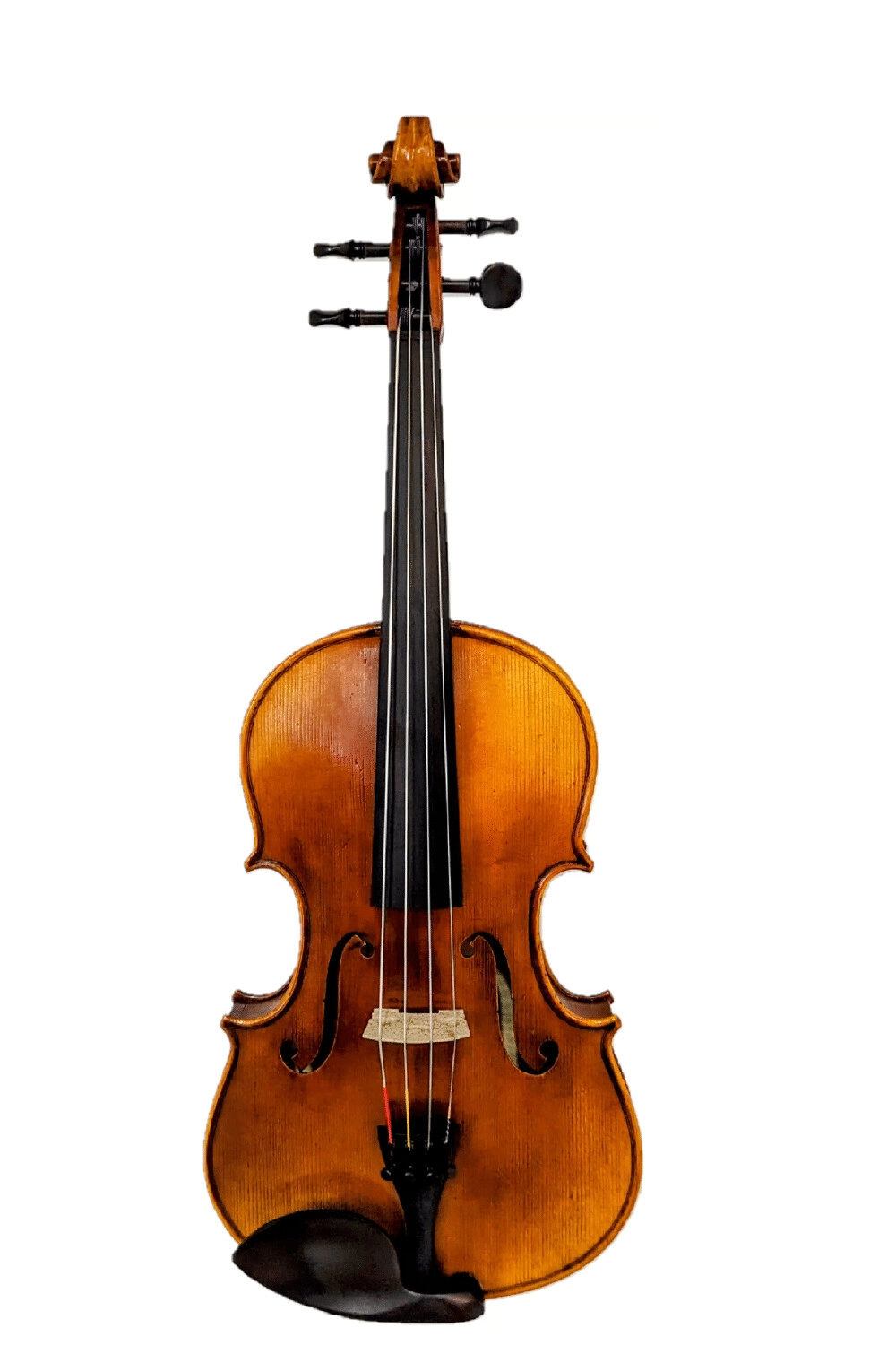 Viola